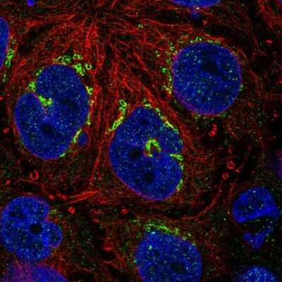 Immunocytochemistry/ Immunofluorescence: RBP2 Antibody [NBP1-85464]