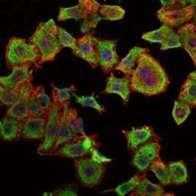 Immunocytochemistry/ Immunofluorescence: RBP4/Retinol-Binding Protein 4 Antibody (4C2) - BSA Free [NBP2-37614]
