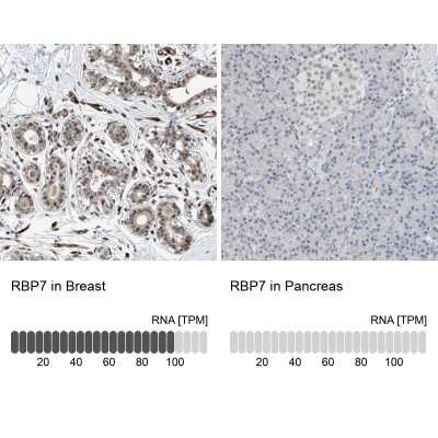 Immunohistochemistry-Paraffin: RBP7 Antibody [NBP1-84383]