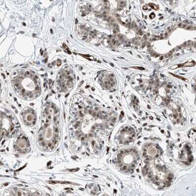 Immunohistochemistry-Paraffin: RBP7 Antibody [NBP1-84383]