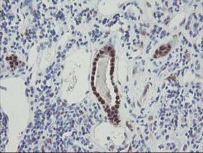 Immunohistochemistry-Paraffin: RBPMS Antibody (OTI3B7) [NBP2-03905]