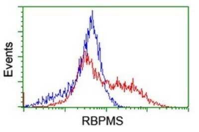 Flow Cytometry: RBPMS Antibody (OTI2G10) - Azide and BSA Free [NBP2-73835]