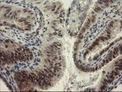 Immunohistochemistry: RBPMS Antibody (OTI2G10) - Azide and BSA Free [NBP2-73835]