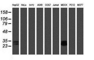 Western Blot: RBPMS Antibody (OTI3B7)Azide and BSA Free [NBP2-73836]