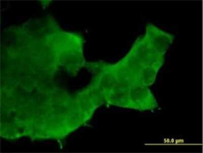 Immunocytochemistry/ Immunofluorescence: RBX1 Antibody [H00009978-B01P]