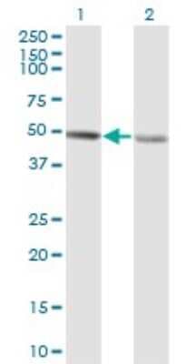 Western Blot: RCC1 Antibody (1C1) [H00001104-M02]