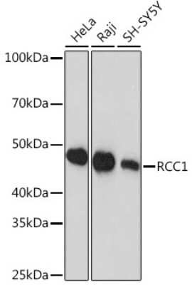Western Blot: RCC1 Antibody (1F0C5) [NBP3-15295]