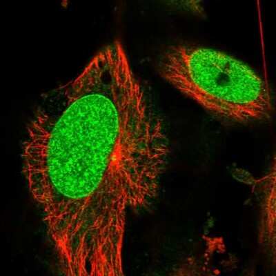 Immunocytochemistry/ Immunofluorescence: RCC1 Antibody [NBP1-85637]