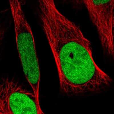 Immunocytochemistry/ Immunofluorescence: RCC1 Antibody [NBP1-85638]
