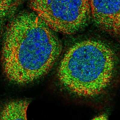 Immunocytochemistry/ Immunofluorescence: RCCD1 Antibody [NBP1-93518]