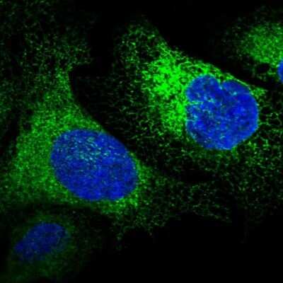 Immunocytochemistry/ Immunofluorescence: RCN1 Antibody [NBP1-83483]