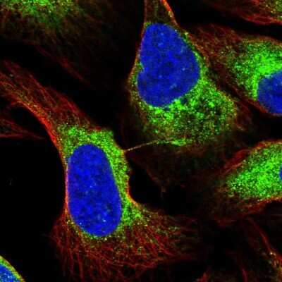 Immunocytochemistry/ Immunofluorescence: RCN3 Antibody [NBP2-38627]