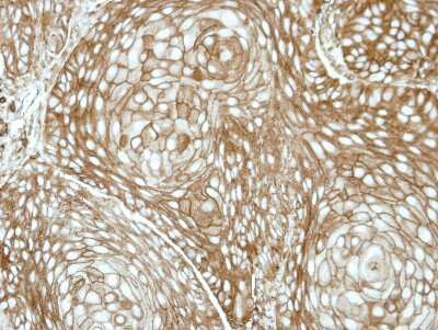 Immunohistochemistry-Paraffin: RDH5 Antibody [NBP2-15097]