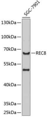 Western Blot: REC8 AntibodyBSA Free [NBP2-93738]