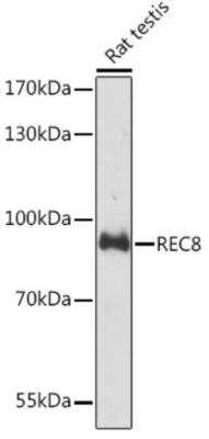 Western Blot: REC8 AntibodyAzide and BSA Free [NBP2-95158]