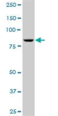 Western Blot: RED1 Antibody [H00000104-B02P]