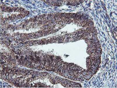 Immunohistochemistry-Paraffin: REEP2 Antibody (OTI2C7) [NBP2-01796]