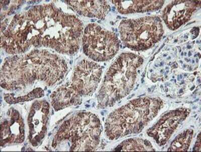 Immunohistochemistry: REEP2 Antibody (OTI2C7) - Azide and BSA Free [NBP2-73849]