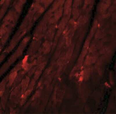 Immunohistochemistry: REEP3 Antibody - BSA Free [NBP1-77105]