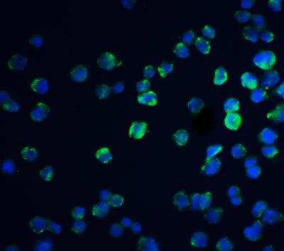 Immunocytochemistry/ Immunofluorescence: REEP3 Antibody - BSA Free [NBP1-77105]