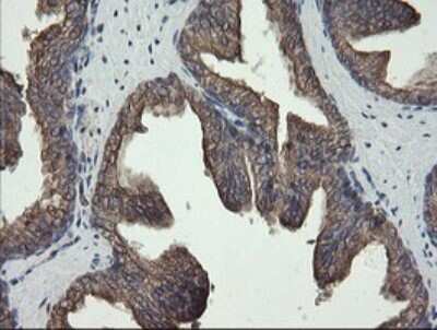Immunohistochemistry: REEP5 Antibody (OTI4D2) [NBP2-45945]