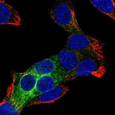Immunocytochemistry/ Immunofluorescence: REEP6 Antibody [NBP2-37919]