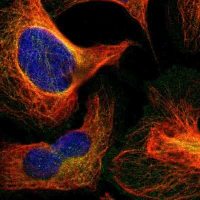Immunocytochemistry/ Immunofluorescence: RELL1 Antibody [NBP1-90886]
