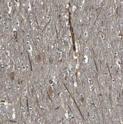 Immunohistochemistry-Paraffin: RELL1 Antibody [NBP1-90886]