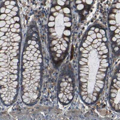 Immunohistochemistry-Paraffin: RELL1 Antibody [NBP1-90886]