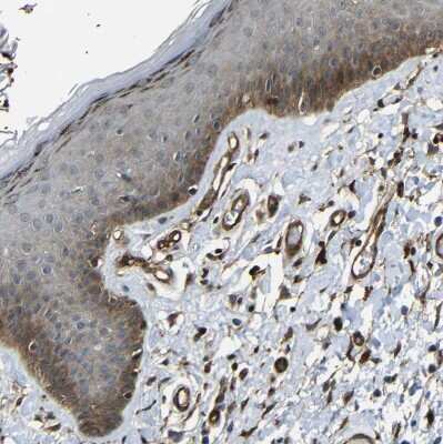 Immunohistochemistry-Paraffin: RELL1 Antibody [NBP1-90886]