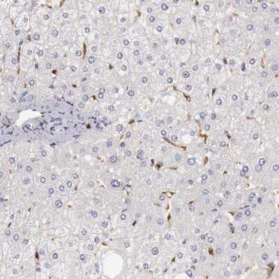 Immunohistochemistry-Paraffin: RENBP Antibody [NBP1-80852]