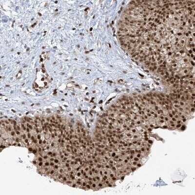 Immunohistochemistry-Paraffin: REPIN1 Antibody [NBP1-89059]