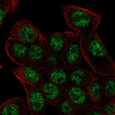 Immunocytochemistry/ Immunofluorescence: REV3L Antibody [NBP2-57595]