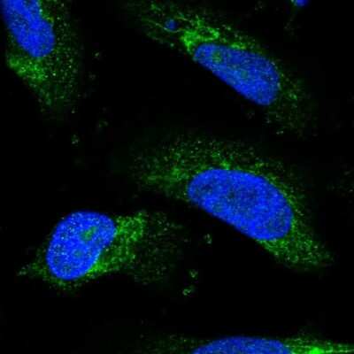 Immunocytochemistry/ Immunofluorescence: REXO2 Antibody [NBP1-85666]
