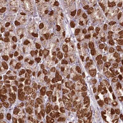 Immunohistochemistry-Paraffin: REXO2 Antibody [NBP1-85667]
