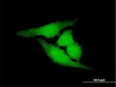 Immunocytochemistry/ Immunofluorescence: REXO5 Antibody [H00081691-B01P]