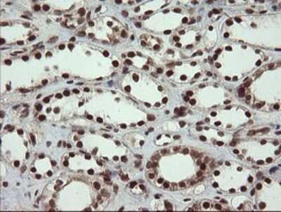 Immunohistochemistry: RFC2 Antibody (OTI2B2) [NBP2-45570]