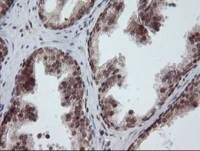 Immunohistochemistry: RFC2 Antibody (OTI2B2) [NBP2-45570]