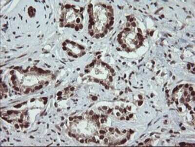 Immunohistochemistry: RFC2 Antibody (OTI2B2) [NBP2-45570]