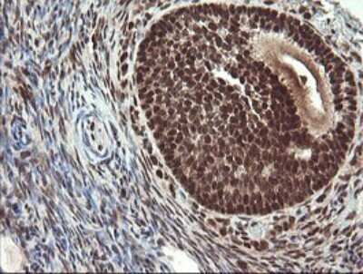 Immunohistochemistry: RFC2 Antibody (OTI2B2) [NBP2-45570]