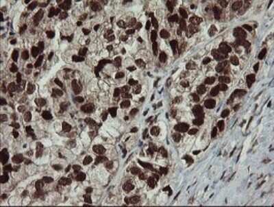 Immunohistochemistry: RFC2 Antibody (OTI2B2) [NBP2-45570]