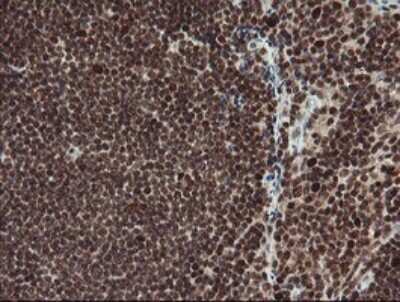 Immunohistochemistry: RFC2 Antibody (OTI2B2) [NBP2-45570]