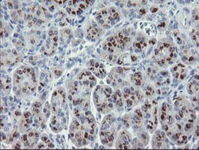 Immunohistochemistry-Paraffin: RFC2 Antibody (OTI4C11) [NBP2-03934]
