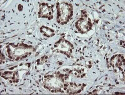 Immunohistochemistry: RFC2 Antibody (OTI2B2) - Azide and BSA Free [NBP2-73857]