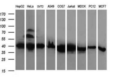 Western Blot: RFC4 Antibody (OTI1A8) [NBP2-45946]