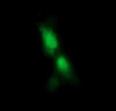 Immunocytochemistry/ Immunofluorescence: RFESD Antibody (OTI2A7) - Azide and BSA Free [NBP2-73860]