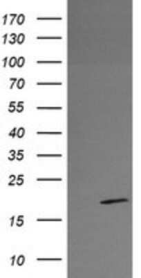 Western Blot: RFESD Antibody (OTI2A7)Azide and BSA Free [NBP2-73860]