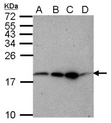 Western Blot: RFESD Antibody [NBP2-20136]