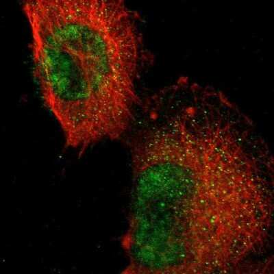 Immunocytochemistry/ Immunofluorescence: RFNG Antibody [NBP1-90946]