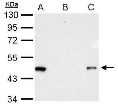 Immunoprecipitation: RFP Antibody [NBP2-19302]
